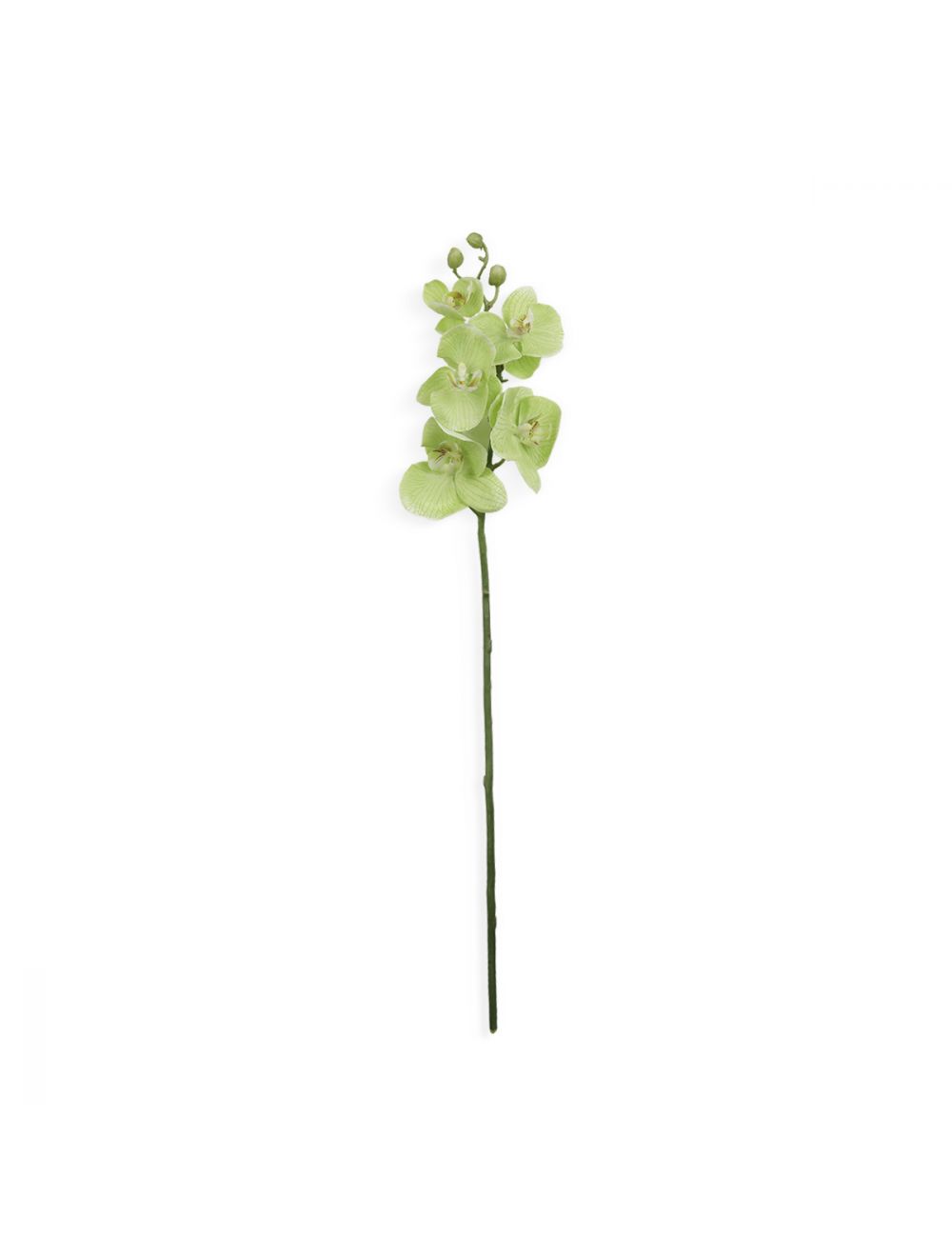 Phalaenopsis